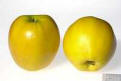 Image of Gold Rush apple